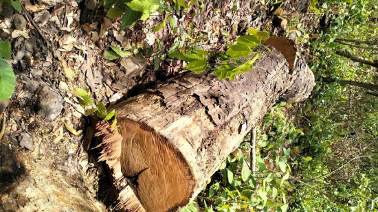 काठ तस्करले काटेको सालको रुख